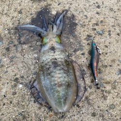 雨降ってアオリイカ