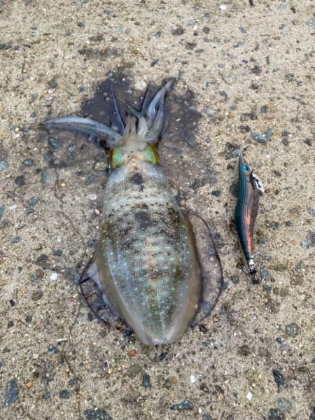 雨降ってアオリイカ