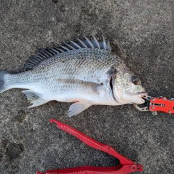 エビ撒き　活性高かったです