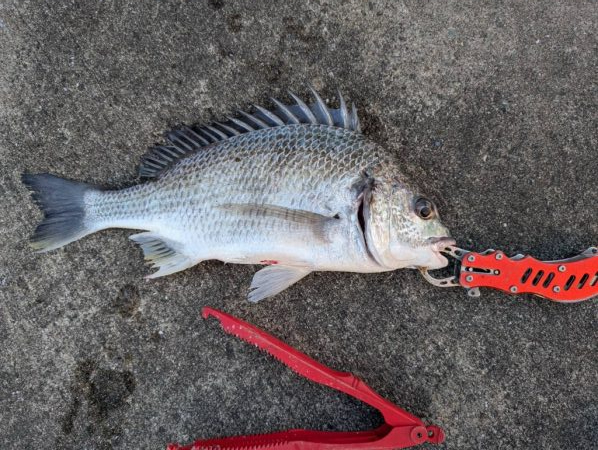 エビ撒き　活性高かったです