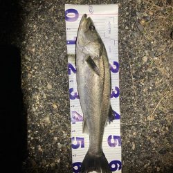 シーバスフィッシング