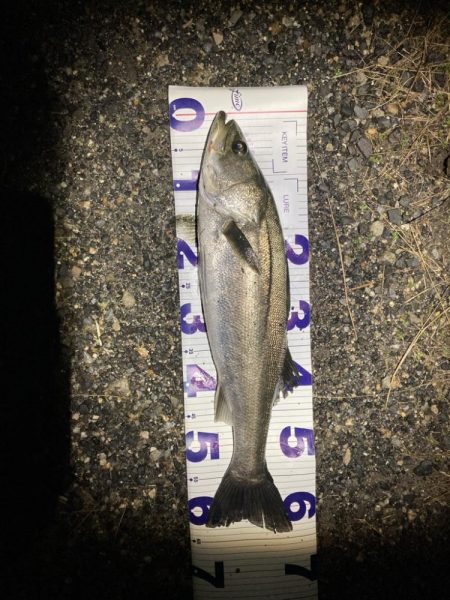 シーバスフィッシング