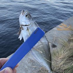 まさかの３魚種