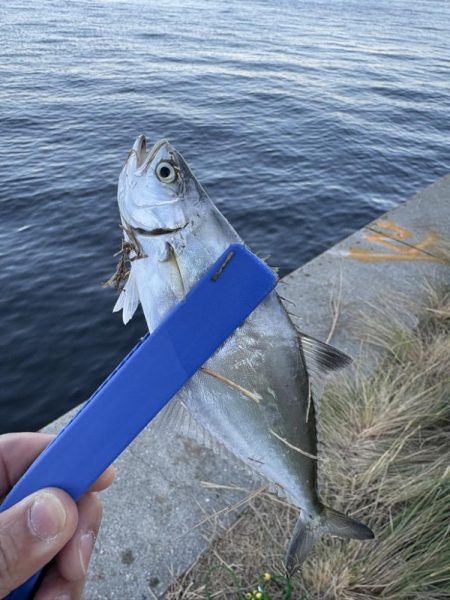 まさかの３魚種