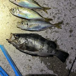 イカ，アジ，メバル