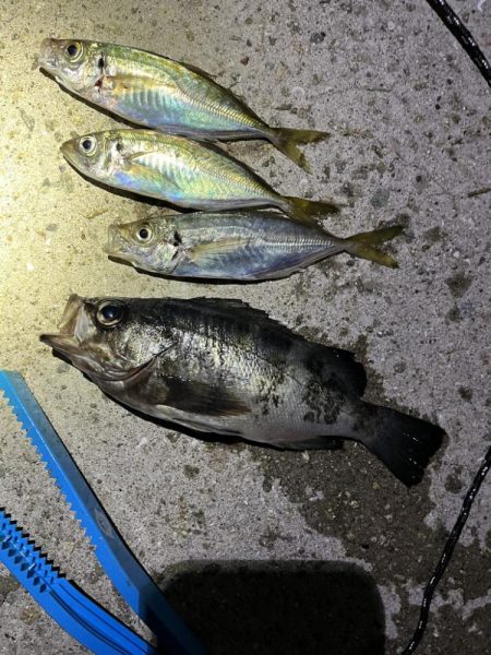 イカ，アジ，メバル