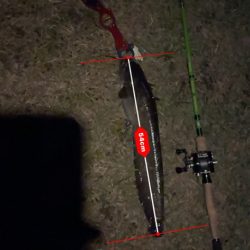 久々のナマズ釣り