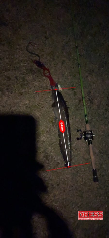 久々のナマズ釣り