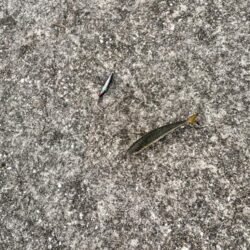 雰囲気だけは釣れそうなのに