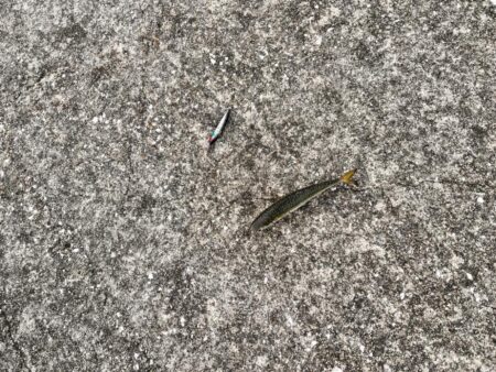 雰囲気だけは釣れそうなのに