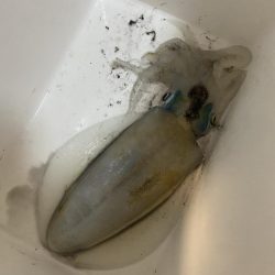 開始３０分でヒット！