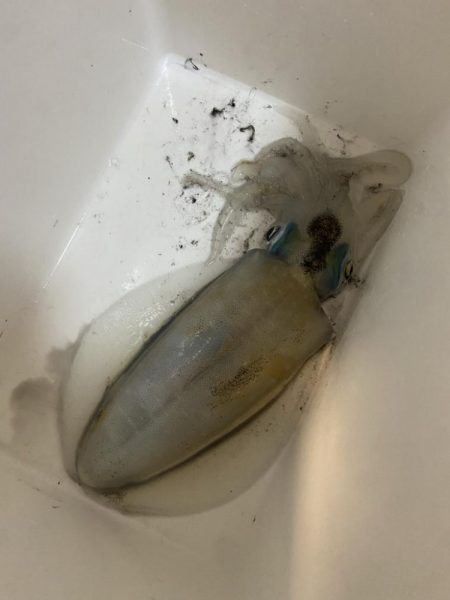 開始３０分でヒット！