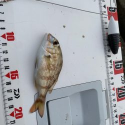 激シブ:シロギスタ