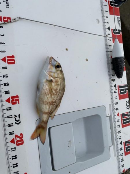 激シブ:シロギスタ