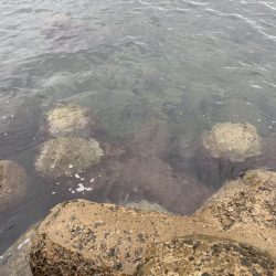 今年のイカは食えば良型