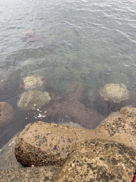 今年のイカは食えば良型