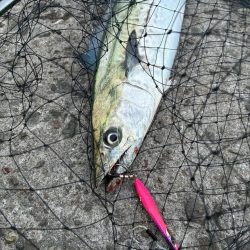 鬼早巻でドン！