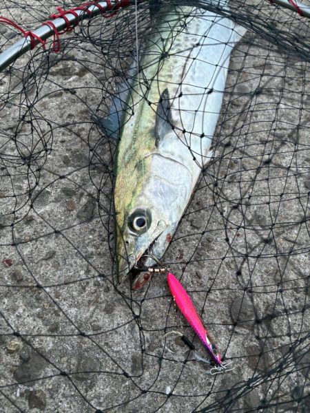 鬼早巻でドン！