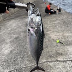 秋の小浦一文字