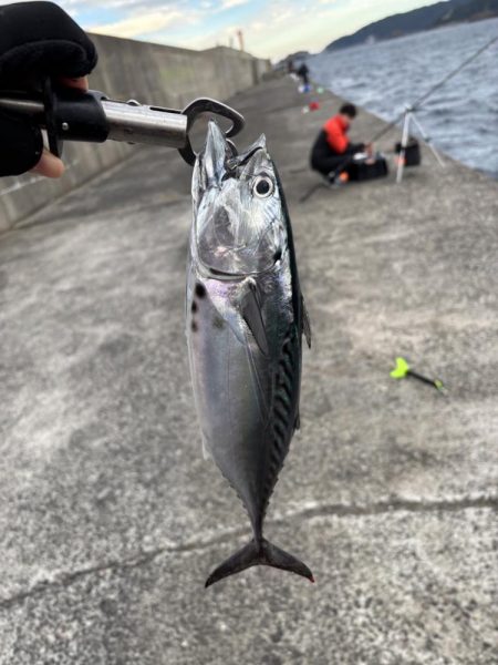 秋の小浦一文字