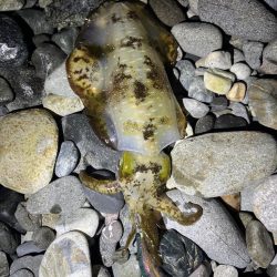 アオリイカ釣行