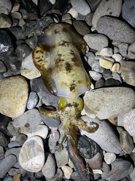 アオリイカ釣行