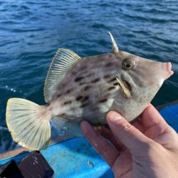 今期初カワハギ