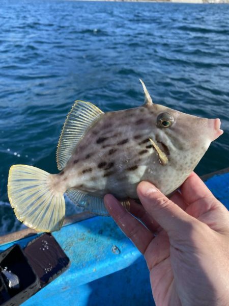 今期初カワハギ