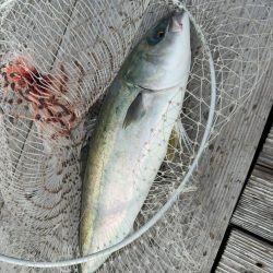 久しぶりの海恵♪