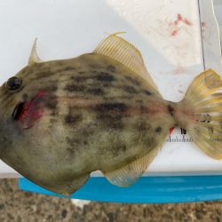 シロギスタ:今シーズンカワハギ終盤戦