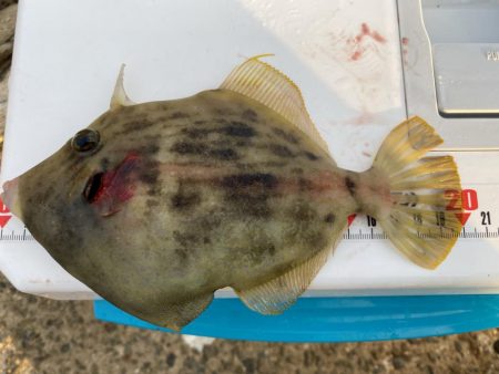 シロギスタ:今シーズンカワハギ終盤戦