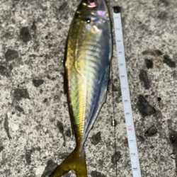 久しぶりの遠投　サビキ