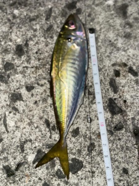 久しぶりの遠投　サビキ