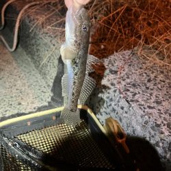 初めてのハゼ釣り