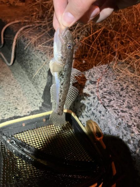 初めてのハゼ釣り