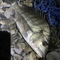 サーフの投げサビキでチヌとアジGET