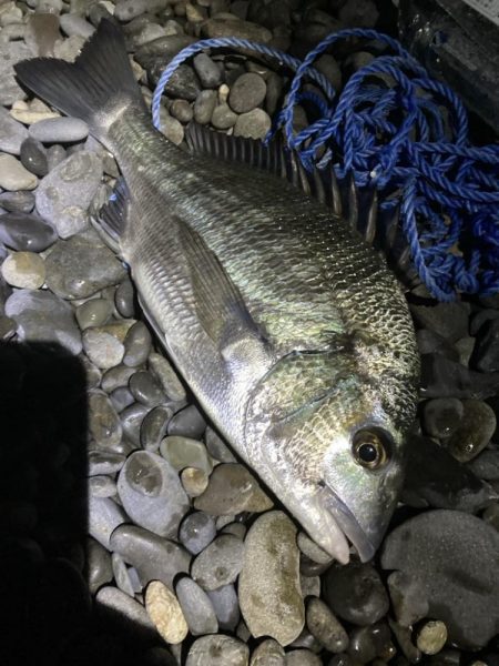 サーフの投げサビキでチヌとアジGET