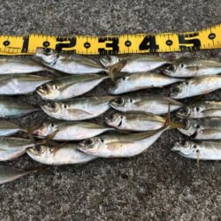 あわじの美味しいアジ調達