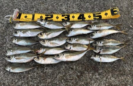 あわじの美味しいアジ調達