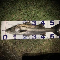 シーバスフィッシング