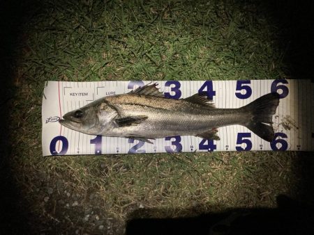 シーバスフィッシング