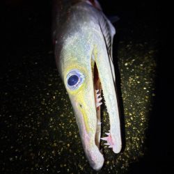 思わぬ釣果でした