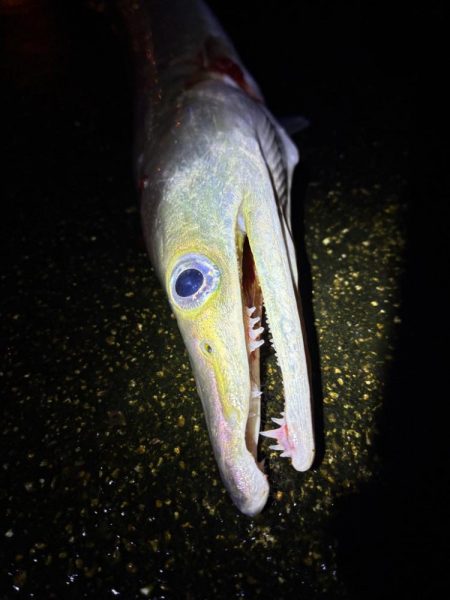 思わぬ釣果でした