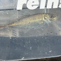 デイアジングも空振り