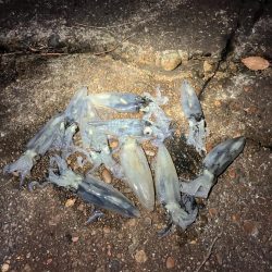 千葉港に湧き湧きのヒイカ