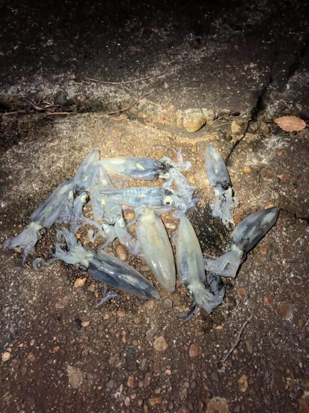 千葉港に湧き湧きのヒイカ