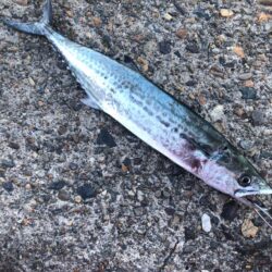 サゴシが食べたくて