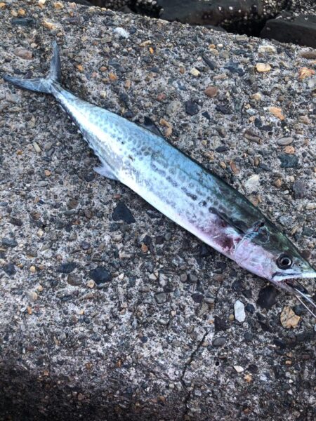 サゴシが食べたくて