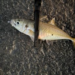 一日中浜辺滞在🌊