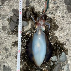 日本海　初エギング